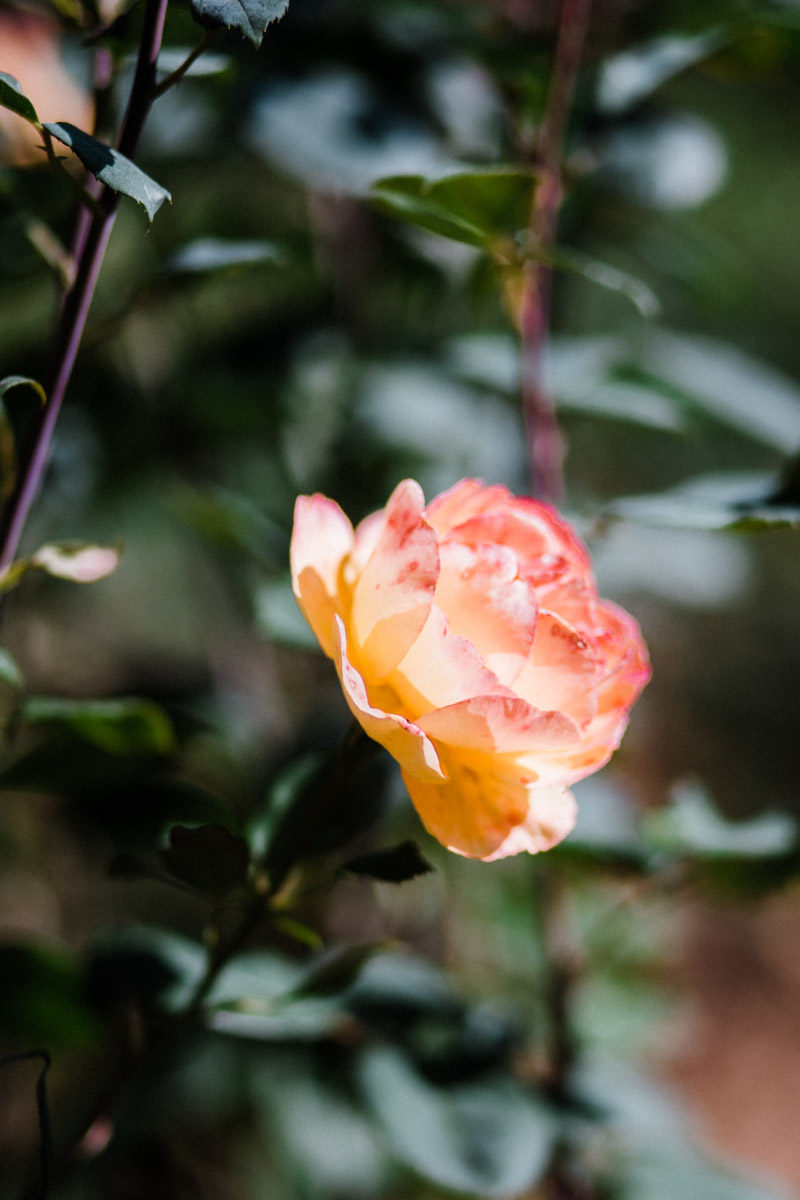 santa cruz wedding photographer