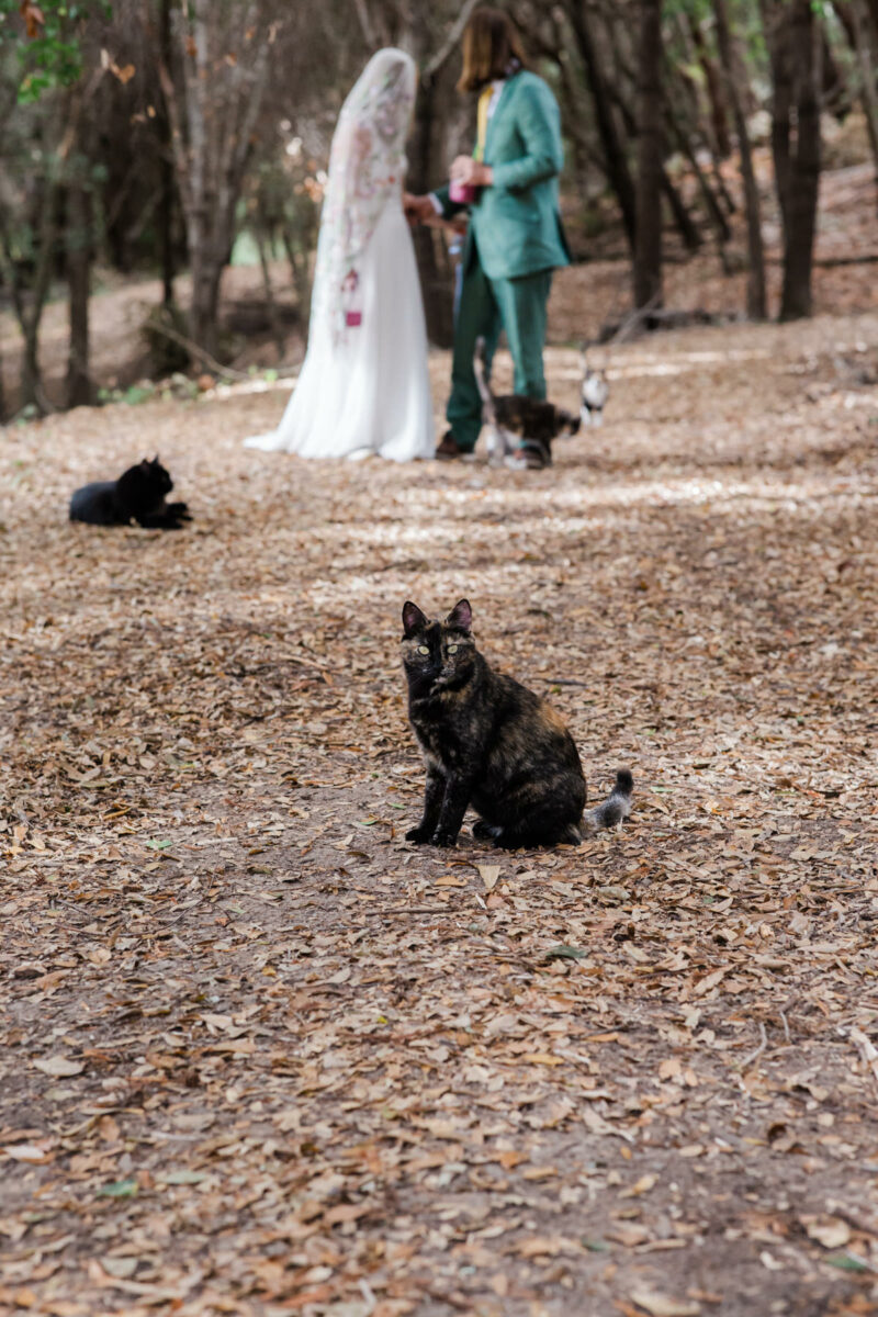 finger-lakes-farm-wedding-with-cats-ithaca-ny
