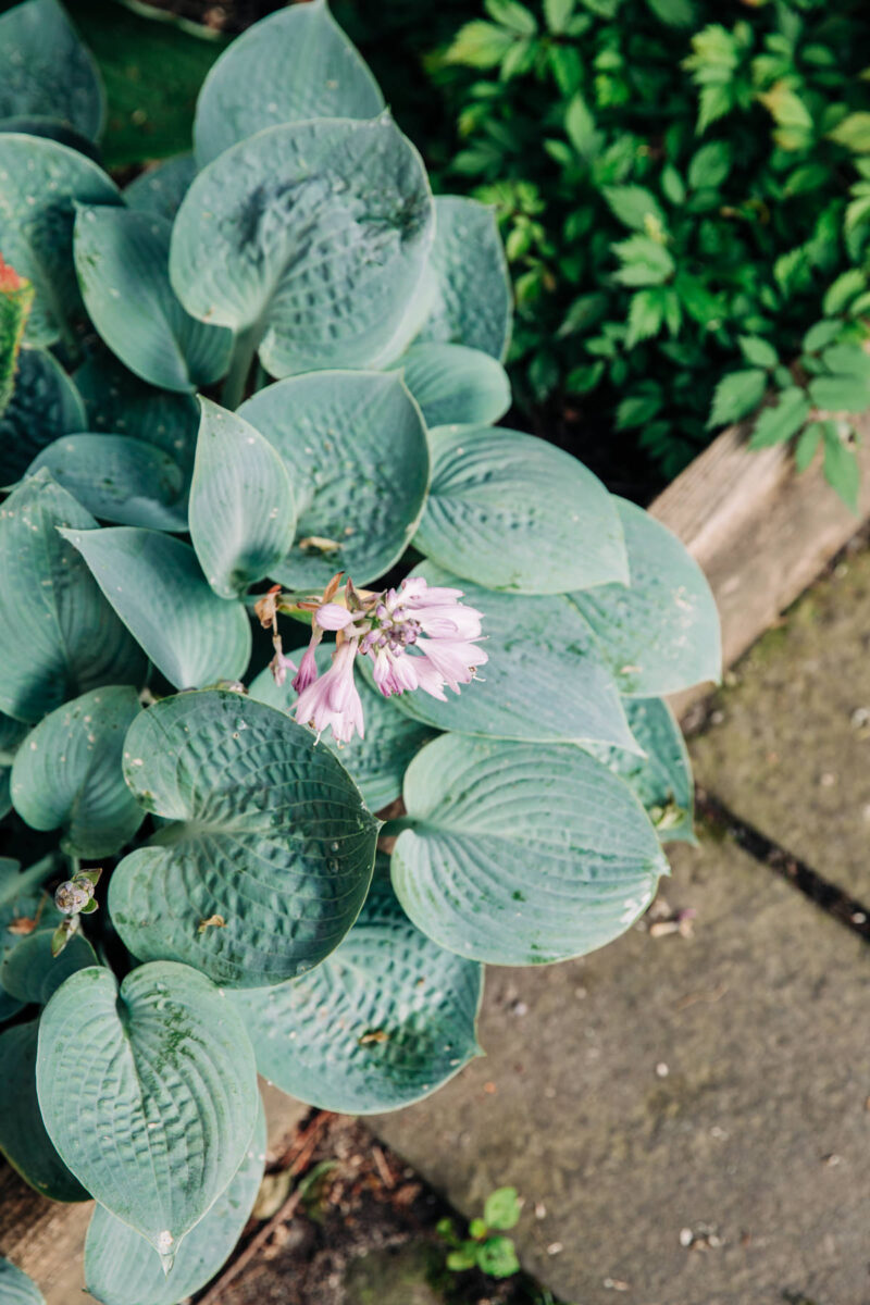 ithaca-engagement-session-photographer